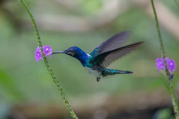 Beija Flor Trochilidae Gemas Voadoras Equador — Fotografia de Stock