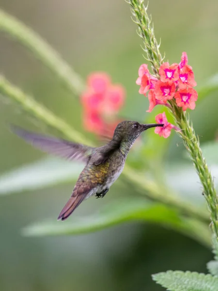 Hummingbird Trochilidae Flying Gems Ecuador — Stock Photo, Image