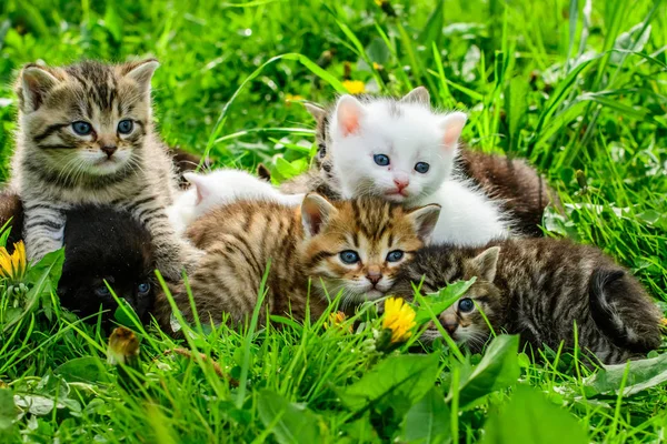 Çimenlikteki Bir Grup Kedi Yavrusu — Stok fotoğraf