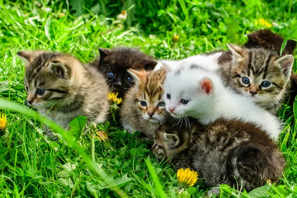 Çimenlikteki Bir Grup Kedi Yavrusu — Stok fotoğraf