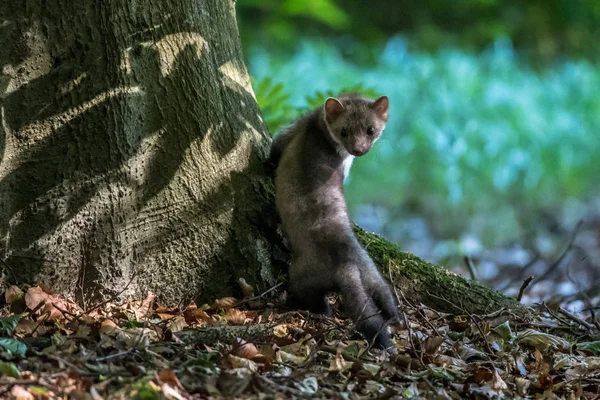 Kuny Martes Foina Jasně Zeleným Pozadím Detail Portrét Lesních Zvířat — Stock fotografie