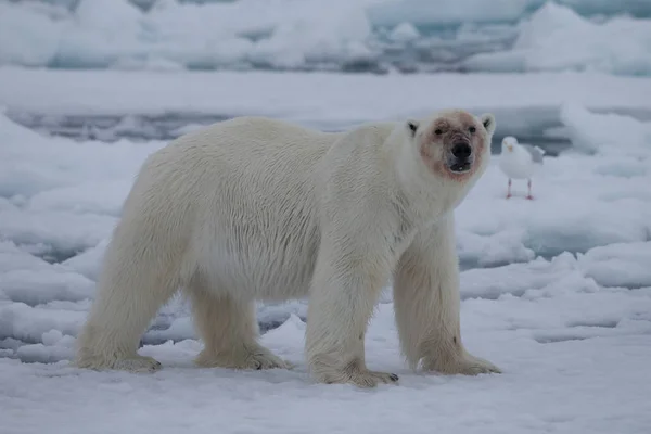 Urso Polar Spitzbergen Ursus Maritimus — Fotografia de Stock