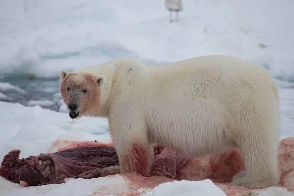 Eisbär Von Spitzbergen Ursus Maritimus — Stockfoto