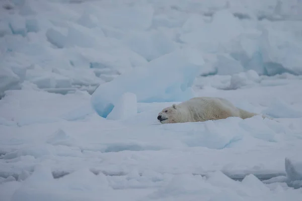 Полярний Ведмідь Spitzbergen Урсус Maritimus — стокове фото