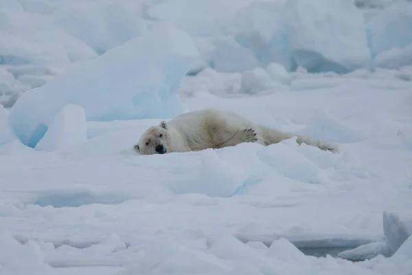 Spitzbergen 的北极熊 Ursus Maritimus — 图库照片