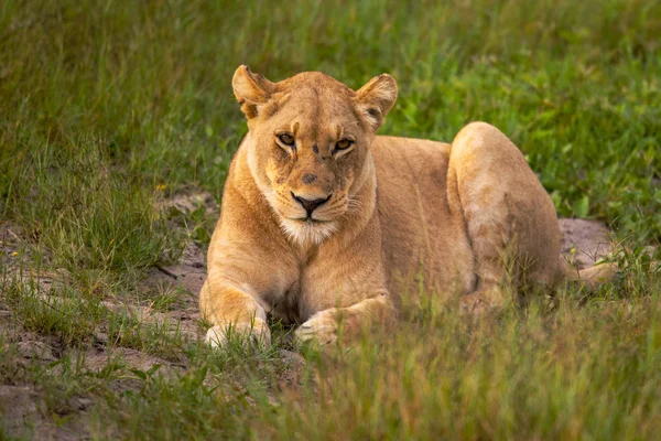 Potężny Lew Oglądania Lwice Którzy Gotowi Polowania Masai Mara Kenii — Zdjęcie stockowe