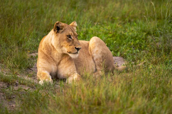Mäktiga Lejonet Titta Lionesses Som Redo För Jakten Masai Mara — Stockfoto