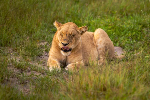 Mighty Lion Наблюдает Львицами Которые Готовы Охоте Масаи Мара Кения — стоковое фото