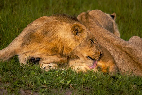 Poderoso Leão Assistindo Leoas Que Estão Prontas Para Caça Masai — Fotografia de Stock