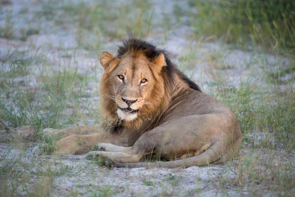 Possente Leone Che Osserva Leonesse Pronte Caccia Masai Mara Kenya — Foto Stock