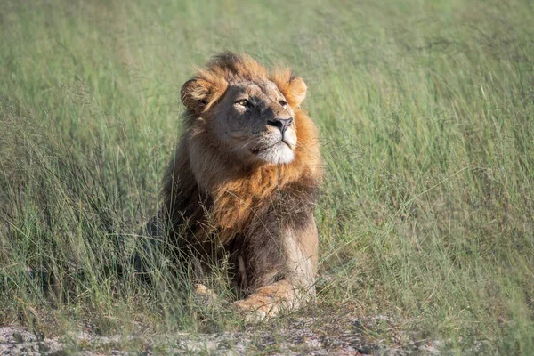 Mighty Lion Наблюдает Львицами Которые Готовы Охоте Масаи Мара Кения — стоковое фото