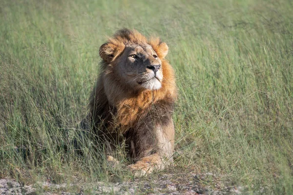 Mighty Lion Watching Lionesses Who Ready Hunt Masai Mara Kenya — Stock Photo, Image