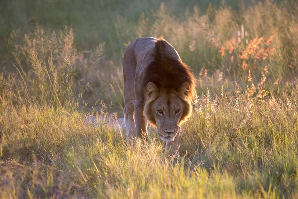 Potężny Lew Oglądania Lwice Którzy Gotowi Polowania Masai Mara Kenii — Zdjęcie stockowe