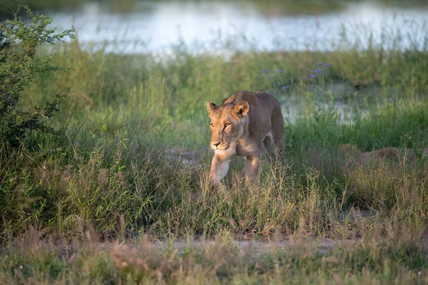 Güçlü Aslan Avı Kenya Daki Masai Mara Panthera Leo Için — Stok fotoğraf