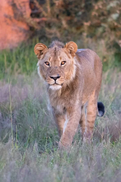 在肯尼亚的马赛马拉 一只准备狩猎的狮子们观看了这只雄狮 Panthera Leo — 图库照片