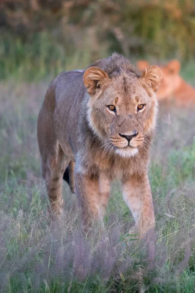 Potężny Lew Oglądania Lwice Którzy Gotowi Polowania Masai Mara Kenii — Zdjęcie stockowe