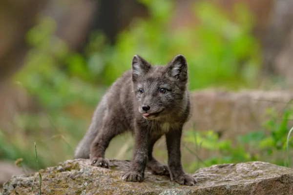 Lindo Cachorro Zorro Ártico Alopex Lagopus Beringensis Sobre Fondo Hierba —  Fotos de Stock