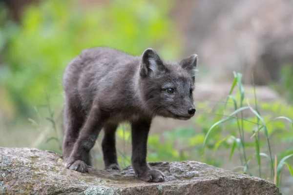 Söt Unge Fjällräven Alopex Lagopus Beringensis Bakgrund Ljusa Gröna Gräset — Stockfoto