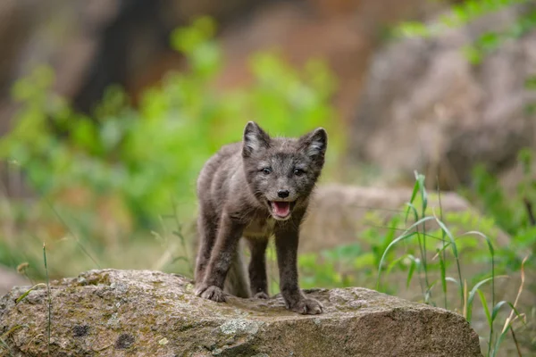 Mignon Petit Renard Arctique Alopex Lagopus Beringensis Sur Fond Herbe — Photo