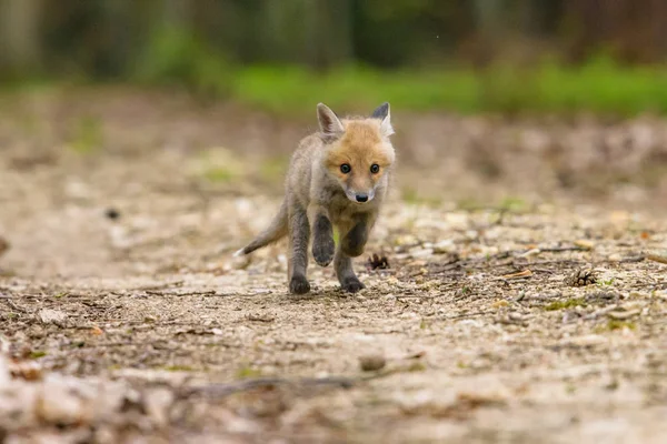 Lindo Zorro Rojo Vulpes Vulpes Bosque Otoñal Hermoso Animal Hábitat — Foto de Stock