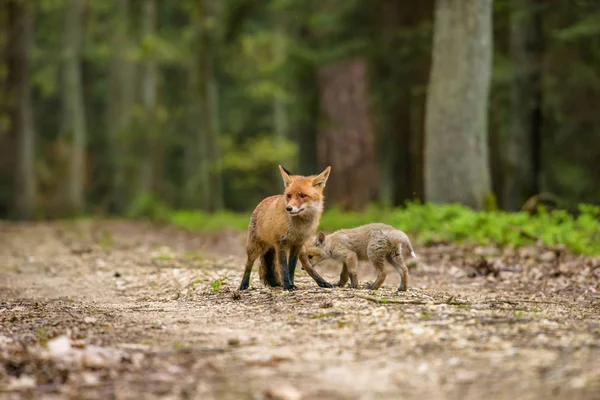 Cute Red Fox Vulpes Vulpes Fall Forest Beautiful Animal Nature — Stock Photo, Image