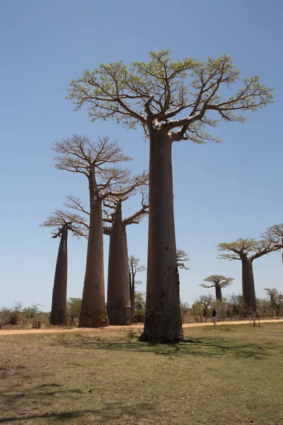 Baobab Ağaçları Gün Batımında Madagaskar Baobab Bulvarı Nda — Stok fotoğraf