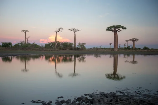 Baobab Ağaçları Gün Batımında Madagaskar Baobab Bulvarı Nda — Stok fotoğraf