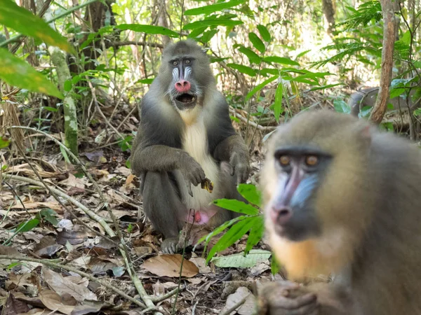 Mandrill Close Retrato Mandrillus Sphinx — Fotografia de Stock