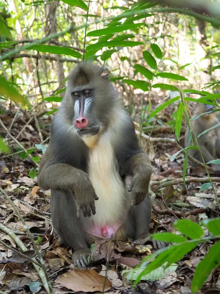 Mandrill Close Retrato Mandrillus Sphinx — Fotografia de Stock