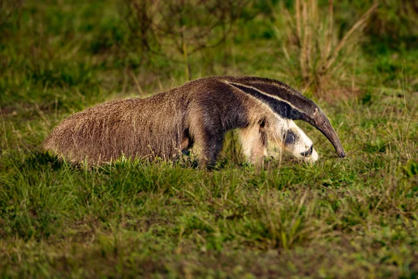 Giant Anteater Berjalan Myrmecophaga Tridactyla Hewan Dengan Ekor Panjang Dan — Stok Foto