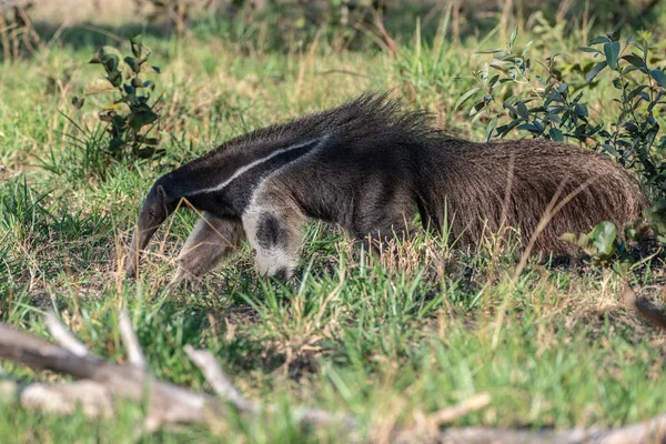 Running Giant Anteater Myrmecophaga Tridactyla Animal Con Cola Larga Nariz —  Fotos de Stock