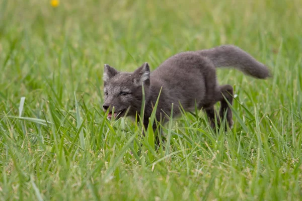 Милий Куб Арктики Лисиця Alopex Lagopus Beringensis Тлі Яскраво Зелена — стокове фото