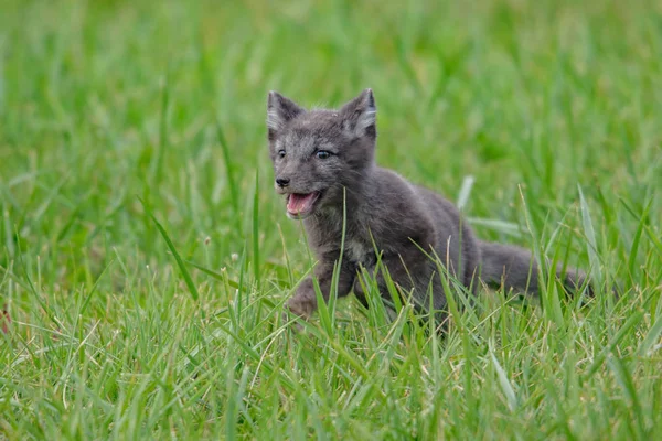 Милий Куб Арктики Лисиця Alopex Lagopus Beringensis Тлі Яскраво Зелена — стокове фото