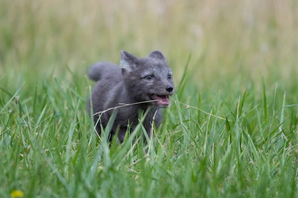 Lindo Cachorro Zorro Ártico Alopex Lagopus Beringensis Sobre Fondo Hierba —  Fotos de Stock