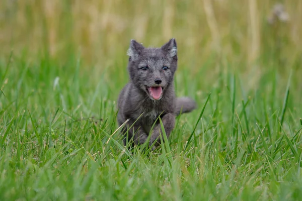 Lindo Cachorro Zorro Ártico Alopex Lagopus Beringensis Sobre Fondo Hierba —  Fotos de Stock