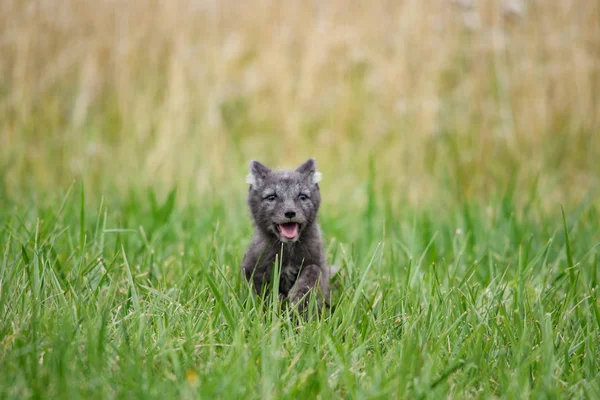 Roztomilé Mládě Liška Polární Alopex Lagopus Beringensis Pozadí Jasně Zelené — Stock fotografie