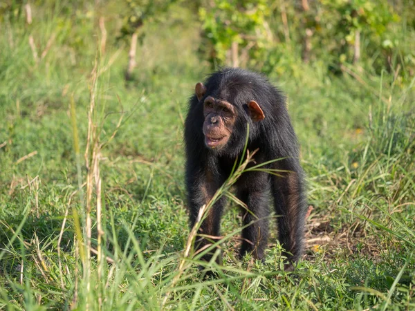 Šimpanz Tvořen Dva Druhy Společné Šimpanz Pozřou Lidé Gorily Orangutani — Stock fotografie