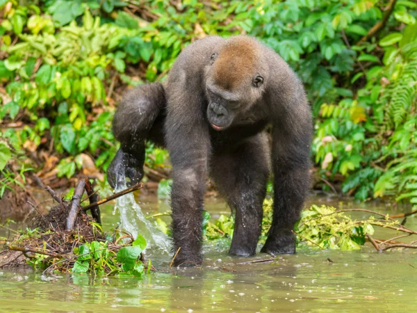 Gorila Gabón Gorila Oriental Peligro Extinción Belleza Selva Africana Gorila —  Fotos de Stock