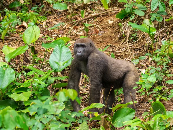 アフリカのジャングル ゴリラのゴリラの美しさにガボン絶滅危惧東部ゴリラ ゴリラ — ストック写真