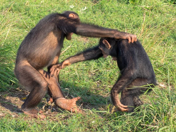 黑猩猩由两个现存的物种组成 普通黑猩猩和博诺博 它们与人类 大猩猩和猩猩一起 是人类科的一部分 — 图库照片