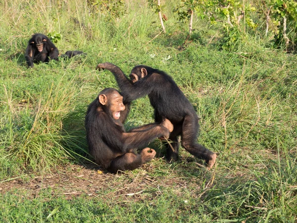 Der Schimpanse Besteht Aus Zwei Arten Dem Gemeinen Schimpansen Und — Stockfoto