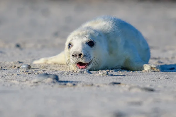 Foca Grigia Atlantica Pup Sulla Spiaggia Sabbia Foca Grigia Atlantica — Foto Stock
