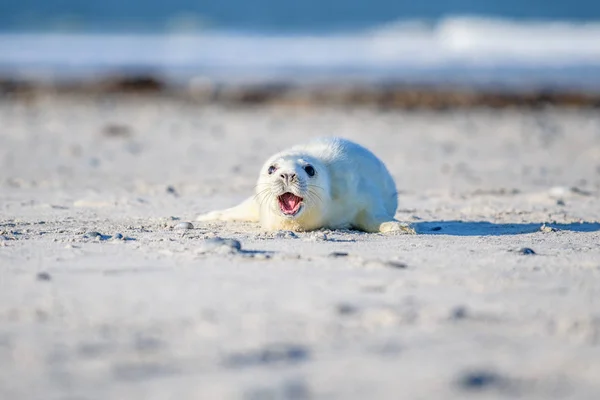 Atlantic Tuleň Kuželozubý Pup Sandy Beach Atlantic Tuleň Kuželozubý Pup — Stock fotografie