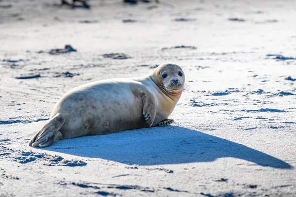 Atlantic Grey Seal Pup Sandy Beach Atlantic Grey Seal Pup — Fotografia de Stock