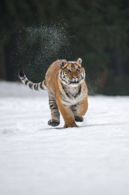 Sibirya kaplanı (Panthera tigris karda)
