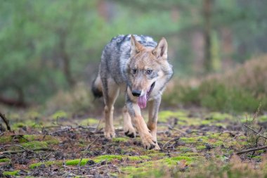 Gri kurt (Canis Lupus) olarak da bilinen kereste kurt agresif bir yüz baskın ifadesi Kanada ormanda yaz aylarında toplam sayı portresi kapatın