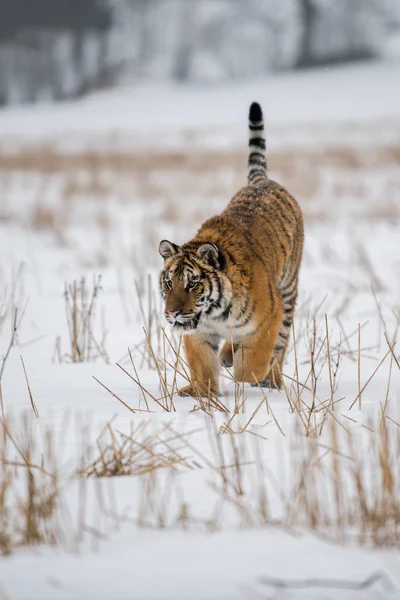 Tigre Siberiano Nieve Panthera Tigris — Foto de Stock