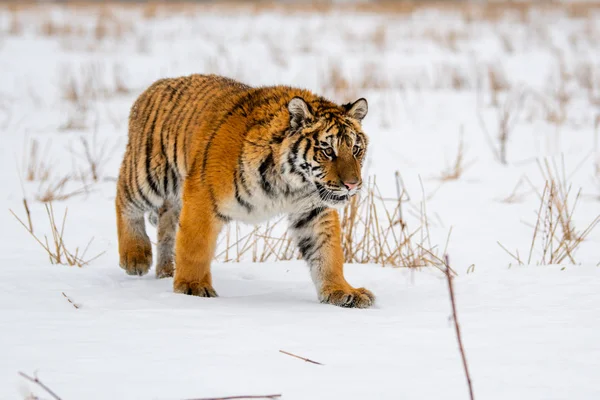 Tigre Siberiano Nieve Panthera Tigris — Foto de Stock