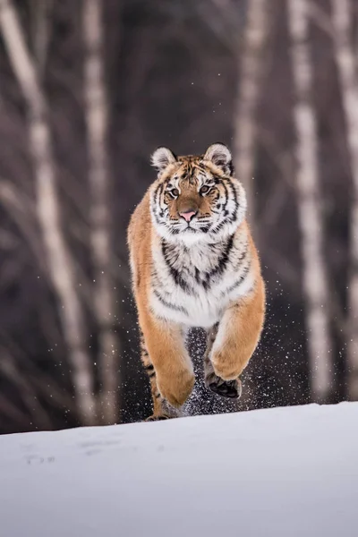 Σιβηρική Τίγρη Στο Χιόνι Panthera Tigris — Φωτογραφία Αρχείου