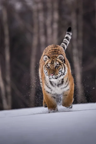 Tigre Siberiana Nella Neve Panthera Tigris — Foto Stock